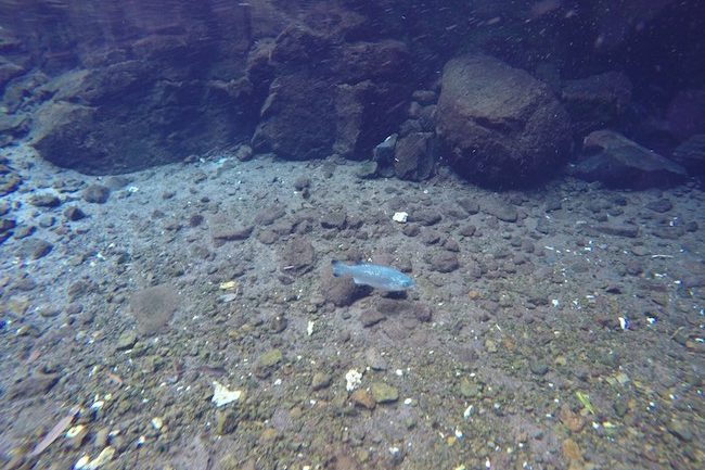 Piula-Cave-Pool-Samoa-silver-fish