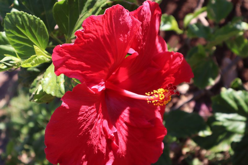 Red hibiscus - Hanga Roa - Easter Island