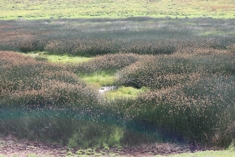 Reeds in Rano Raraku Crater lake - - Easter Island