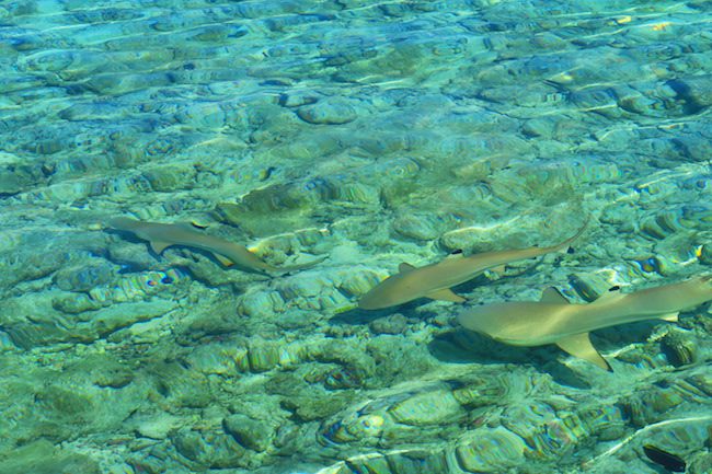 Reef sharks off side of road Rangiroa French Polynesia