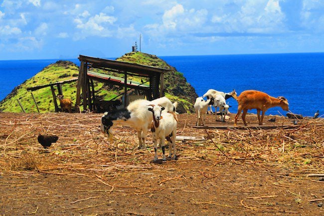 Road trip Hiva Oa Marquesas Islands French Polynesia goats