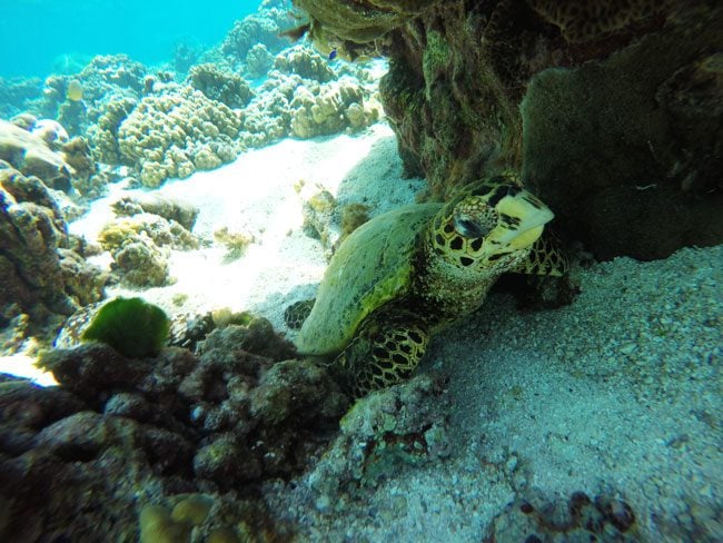 Sea Turtle closeup in Ofu Beach American Samoa