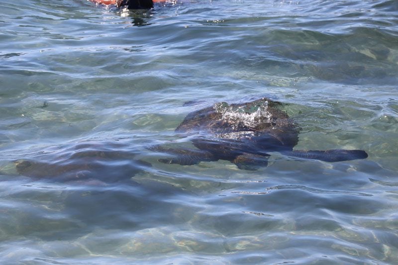 Sea turtle in Hanga Roa - Easter Island