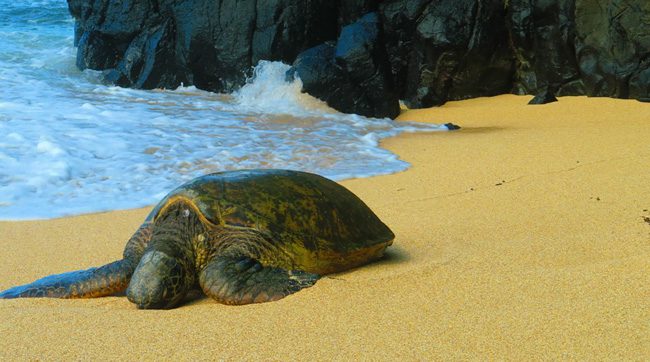 Sea turtle on Hideaways Beach - Kauai, Hawaii