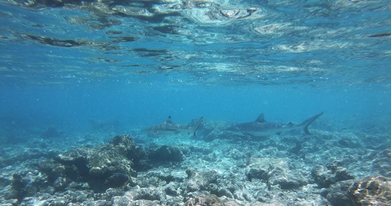 Sharks in Rangiroa Atoll French Polnyesia