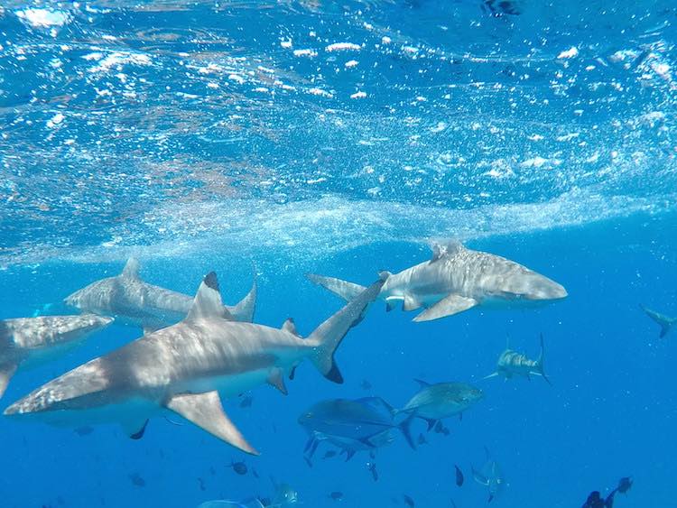 Sharks in lagoon tour Bora Bora French Polynesia