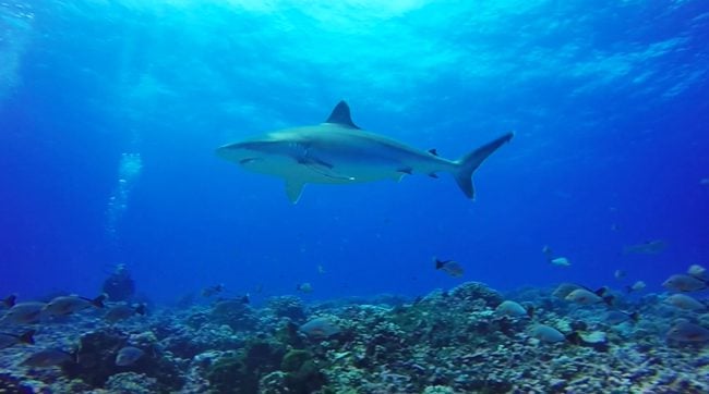 Silver-Tip-shark-closeup-avatoru-pass-rangiroa-french-polynesia-diving