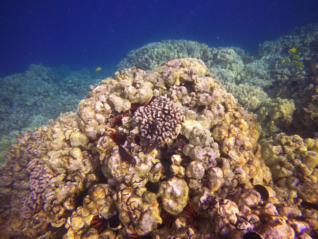 Snorkeling Captain Cook Monument - Big Island Hawaii - reef view