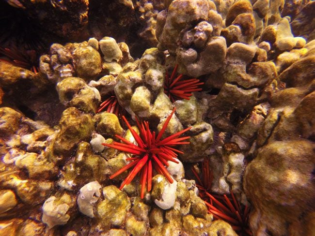 Snorkeling Captain Cook Monument - Big Island Hawaii - spikey sea urchin