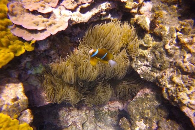Snorkeling-Off-Tanna-Evergreen-Resort-In-Vanuatu-Clown-Fis