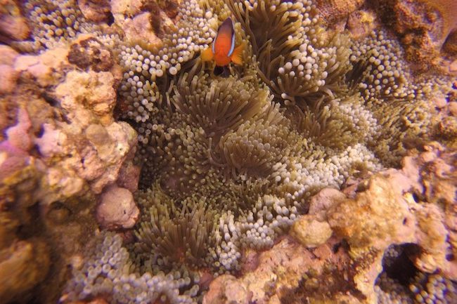 Snorkeling-Off-Tanna-Evergreen-Resort-In-Vanuatu-Clown-Fish-Closeup