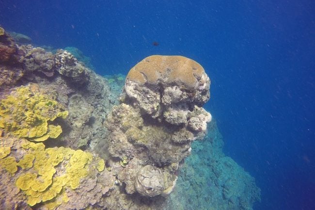 Snorkeling-Off-Tanna-Evergreen-Resort-In-Vanuatu-Coral-Pillar