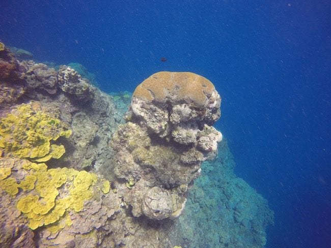 Snorkeling-Off-Tanna-Evergreen-Resort-In-Vanuatu-Coral-Pillar