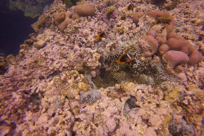 Snorkeling-Off-Tanna-Evergreen-Resort-In-Vanuatu-Three-Clownfish
