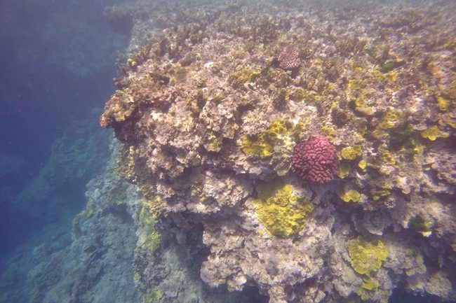Snorkeling-Off-Tanna-Evergreen-Resort-In-Vanuatu-Volcanic-Reef