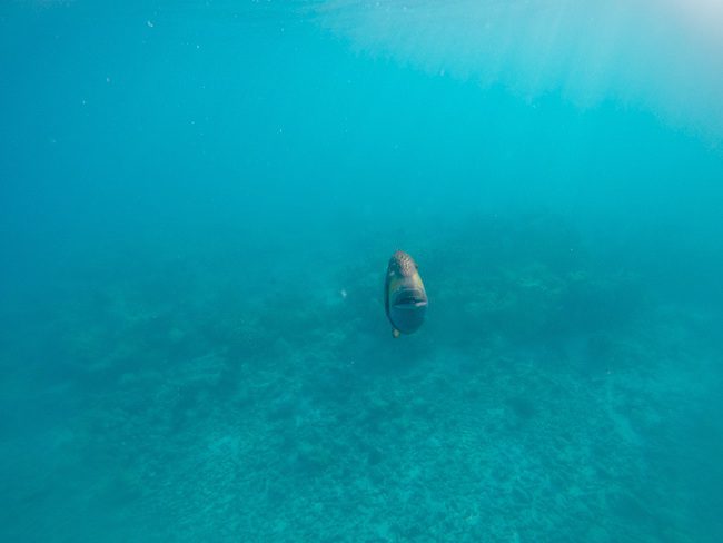 Snorkeling Rangiroa French Polynesia attacking fish approaching