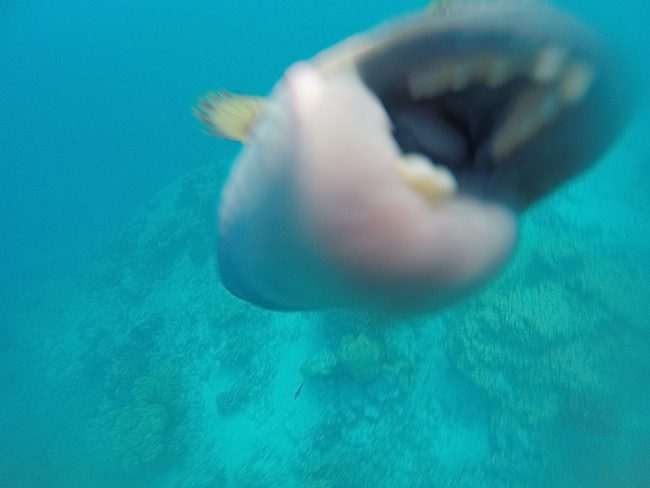 Snorkeling Rangiroa French Polynesia attacking fish biting