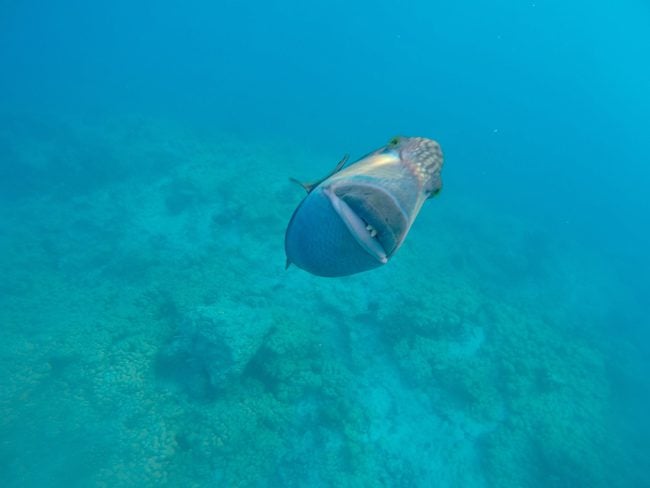 Snorkeling Rangiroa French Polynesia attacking fish charging