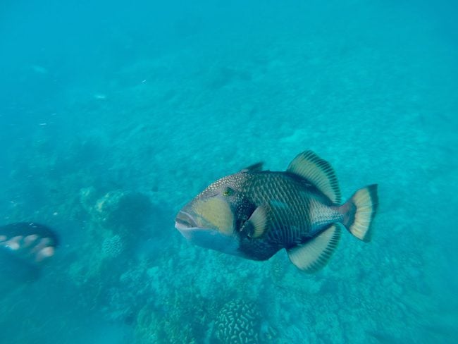 Snorkeling Rangiroa French Polynesia attacking fish