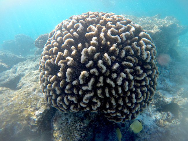 Snorkeling Rangiroa French Polynesia big coral