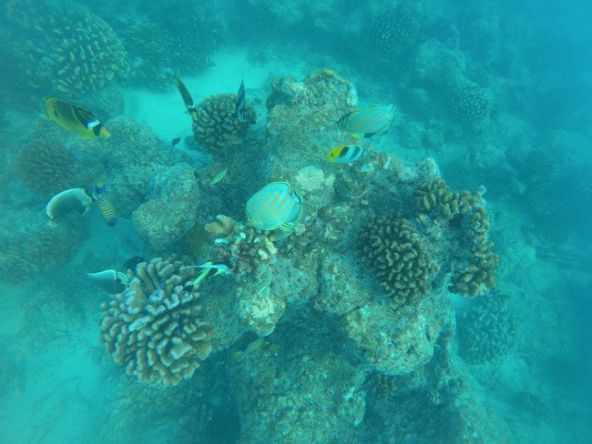 Snorkeling Rangiroa French Polynesia lagoon fish