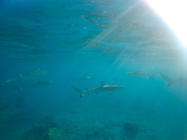 Snorkeling Rangiroa French Polynesia reef sharks