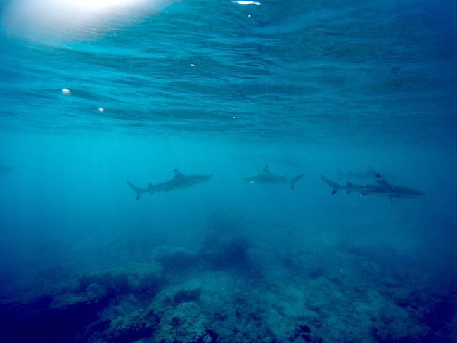 Snorkeling Rangiroa French Polynesia reef sharks