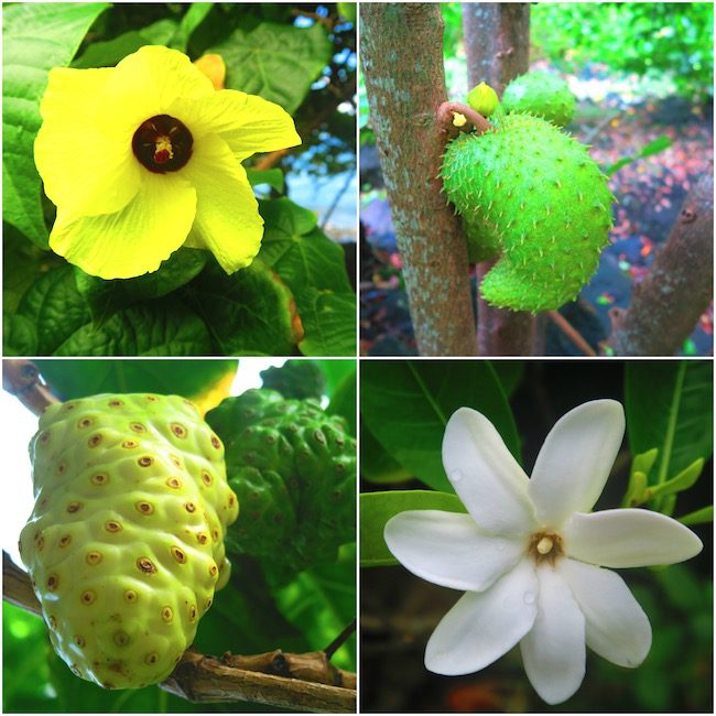 Tahuata Day Trip Hiva Oa Marquesas Islands French Polynesia Hapatoni village fruit