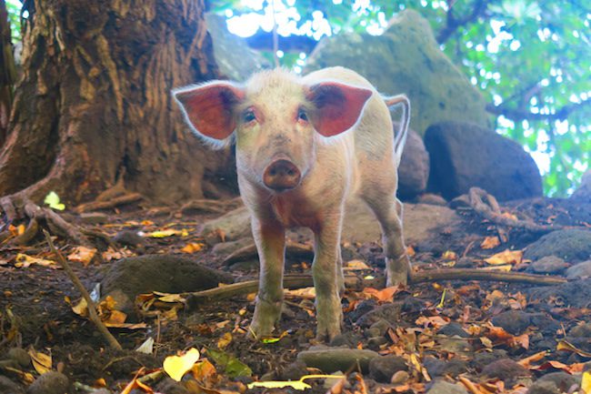 Tahuata Day Trip Hiva Oa Marquesas Islands French Polynesia Hapatoni village pig