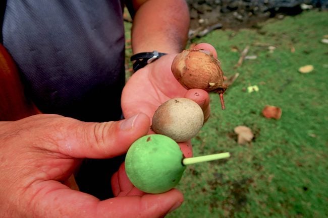 Tahuata Day Trip Hiva Oa Marquesas Islands French Polynesia Haptoni Village tamanu nuts