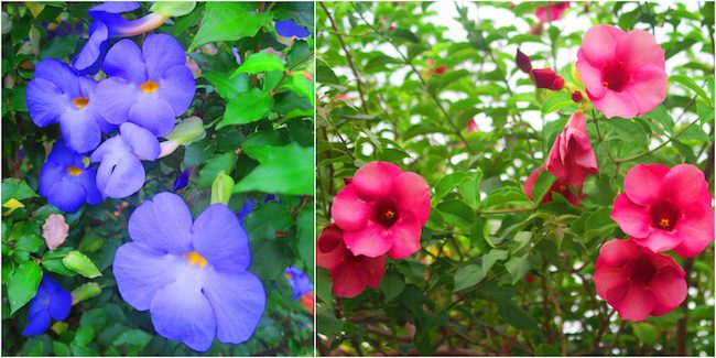 Taiohae village tropical flowers Nuku Hiva Marquesas Islands French Polynesia