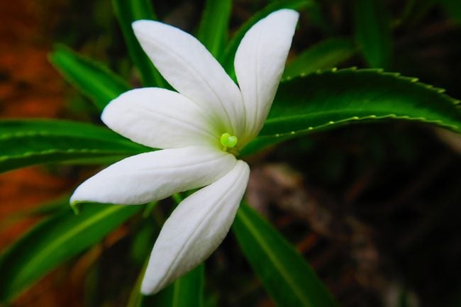 Temehani Plateau hike Raiatea Island French Polynesia Tiare Apetahi rare flower