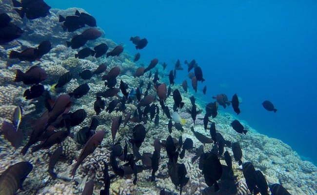 Tetamanu Village Fakarava Atoll French Polynesia snorkeling reef drop