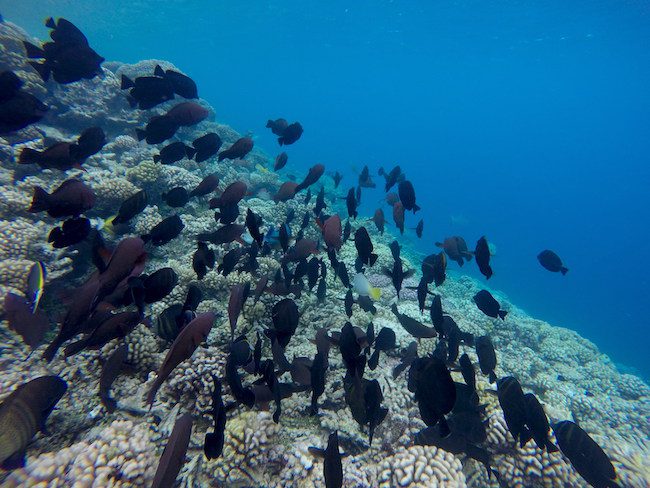 Tetamanu Village Fakarava Atoll French Polynesia snorkeling reef drop