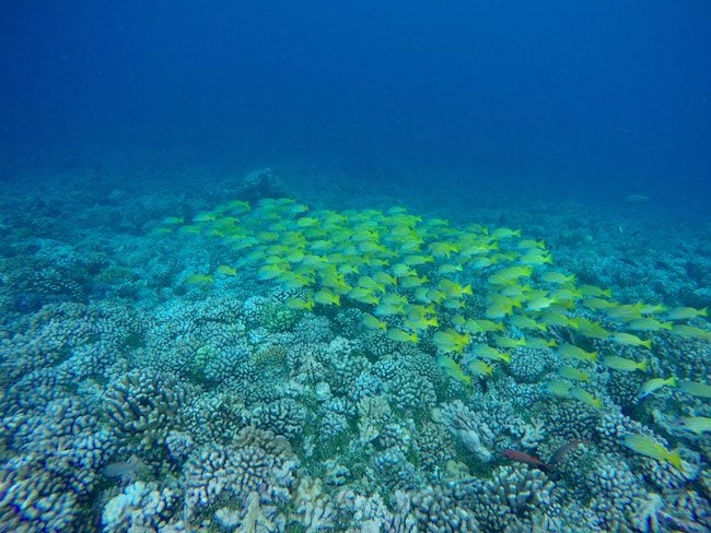 Tetamanu Village Fakarava Atoll French Polynesia snorkeling
