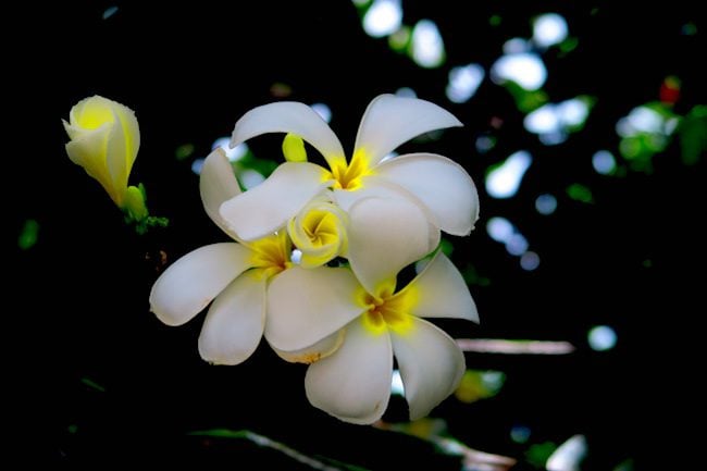 Tiare Gardenia flower in Tiputa Village Rangiroa French Polynesia