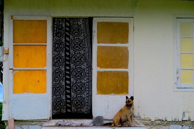 Traditional home Tiputa Village Rangiroa French Polynesia with dog