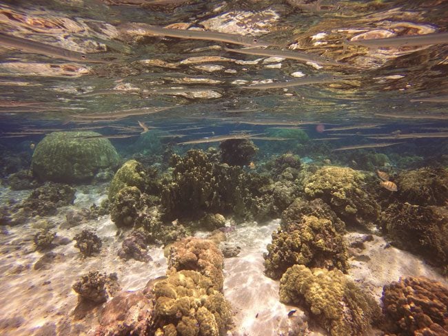 Trumpet Fish in Ofu Beach American Samoa