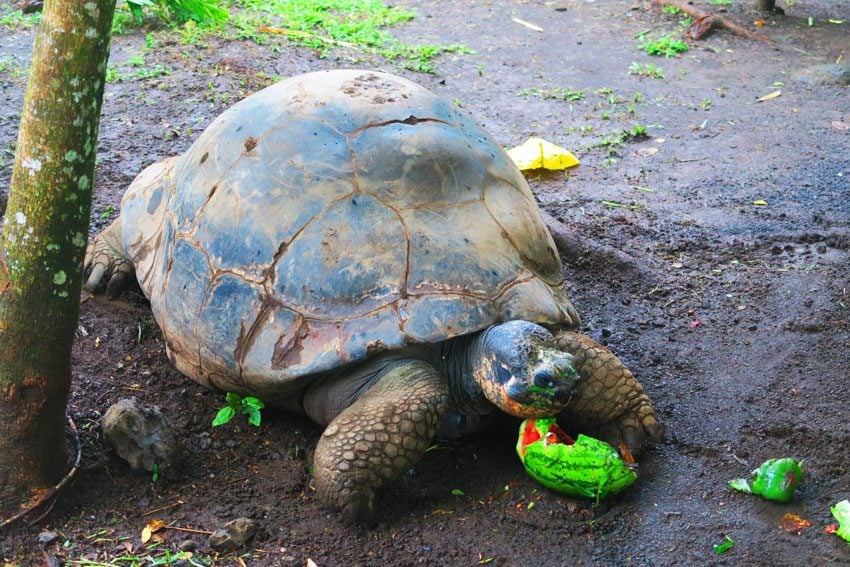 Turtle in Botanical Gardens - Tahiti - French Polynesia