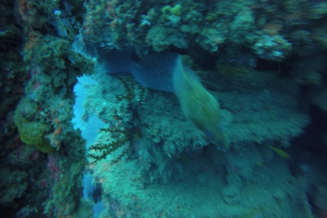Wreck Diving SS President Coolidge Vanuatu