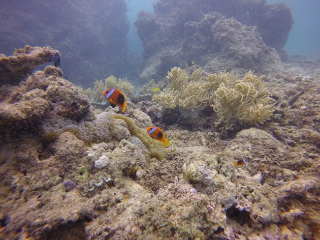 Wreck Diving SS President Coolidge Vanuatu