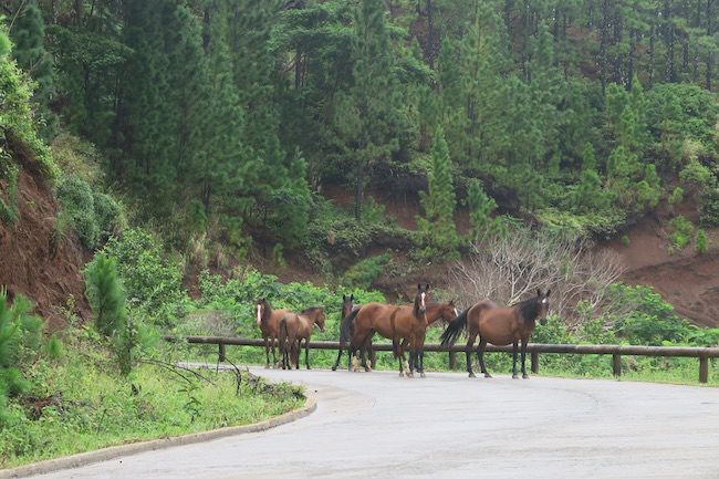 Wild horses Nuku Hiva Marquesas Islands French Polynesia