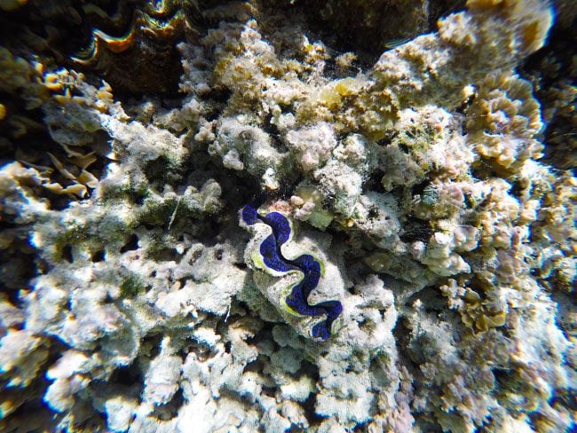 blue shell coral garden le tahaa luxury resort french polynesia