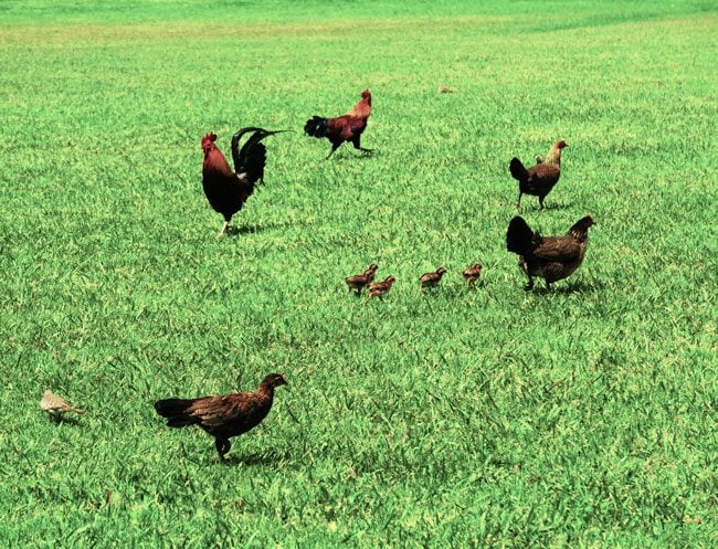 chickens in kauai - hawaii