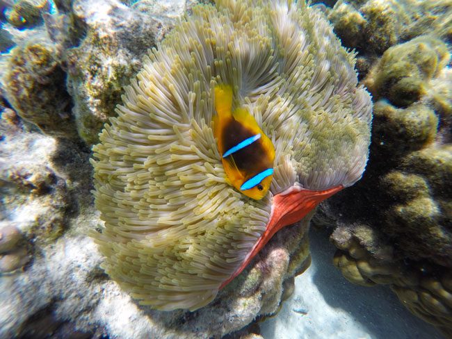 clown fish in coral garden le tahaa luxury resort french polynesia