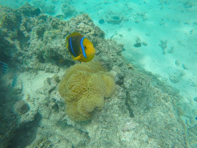 clown-fish-in-fare-beach-snorkeling-Huahine