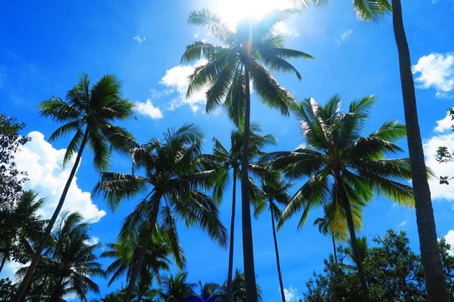 coconut trees on tropical beach le tahaa luxury resort french polynesia