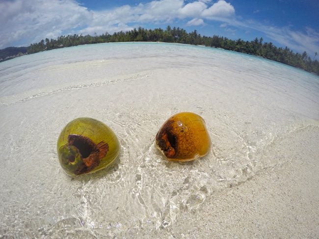 coconuts on tropical beach at le tahaa luxury resort french polynesia