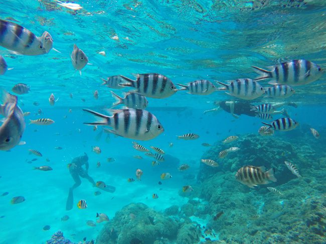 lagoin tour bora bora french polynesia coral garden tropical fish