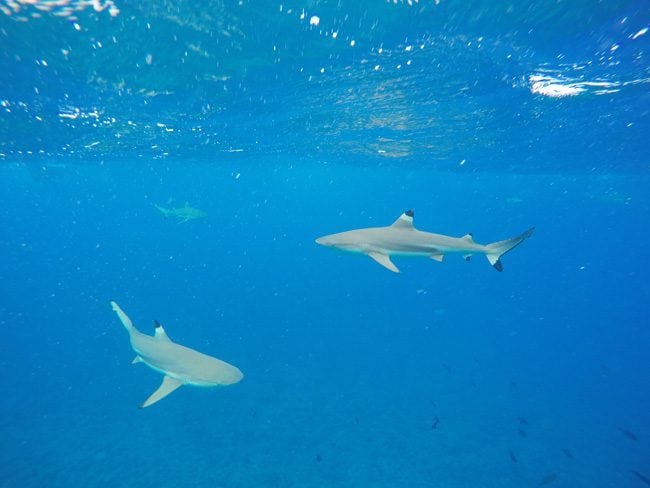 lagoon tour bora bora french polynesia black tip reef sharks